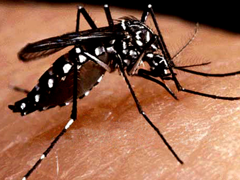 mosco-del-dengue