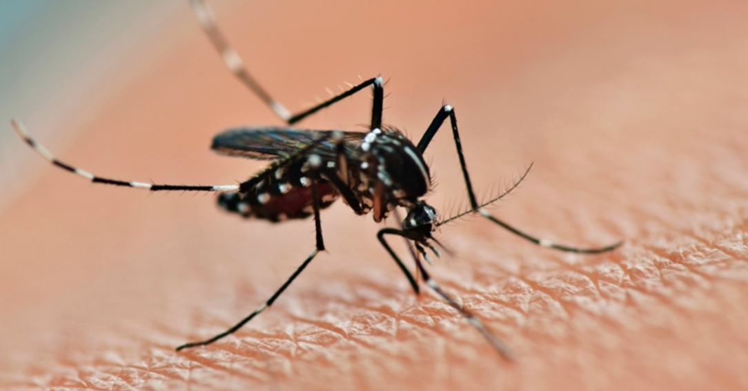 infestacao-do-mosquito-da-dengue-cai-mas-sinal-de-alerta-continua-ligado-em-goias