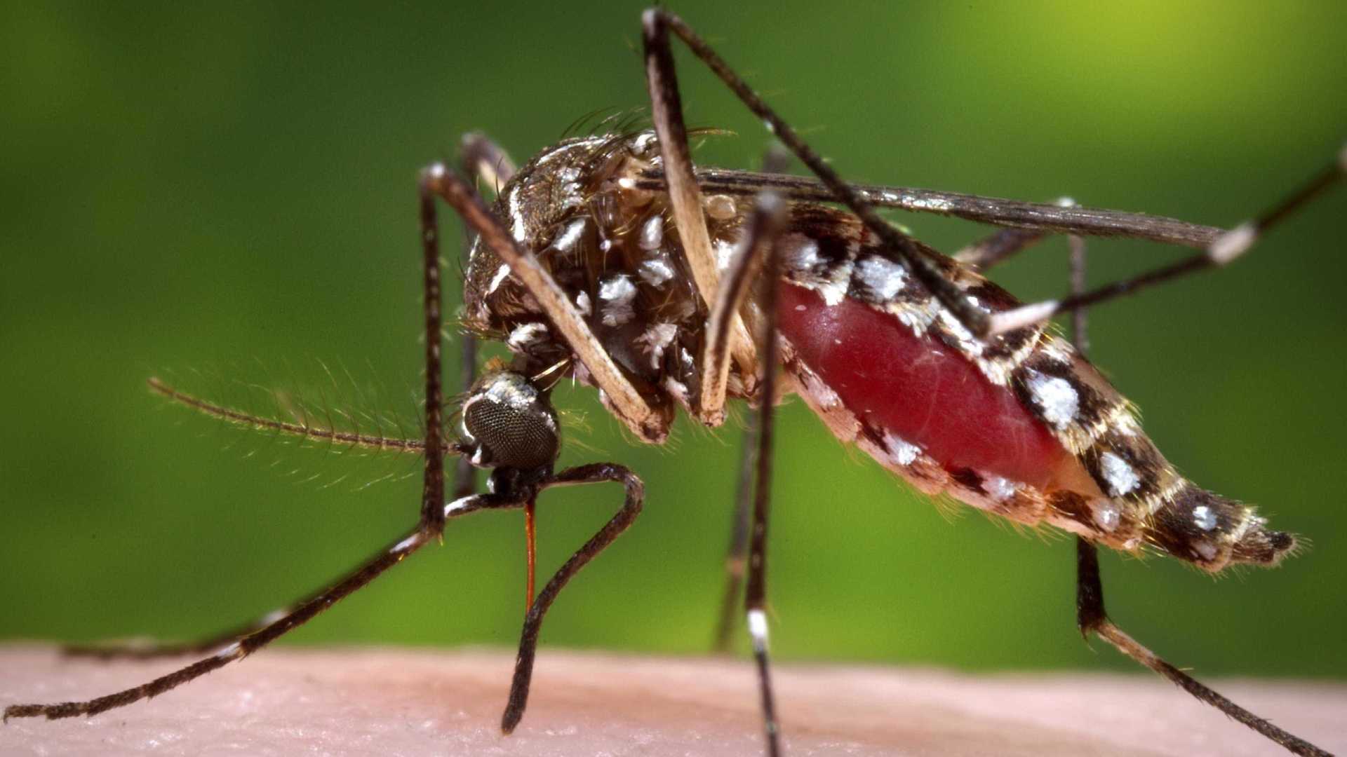 hco-dengue-pode-afetar-a-visao