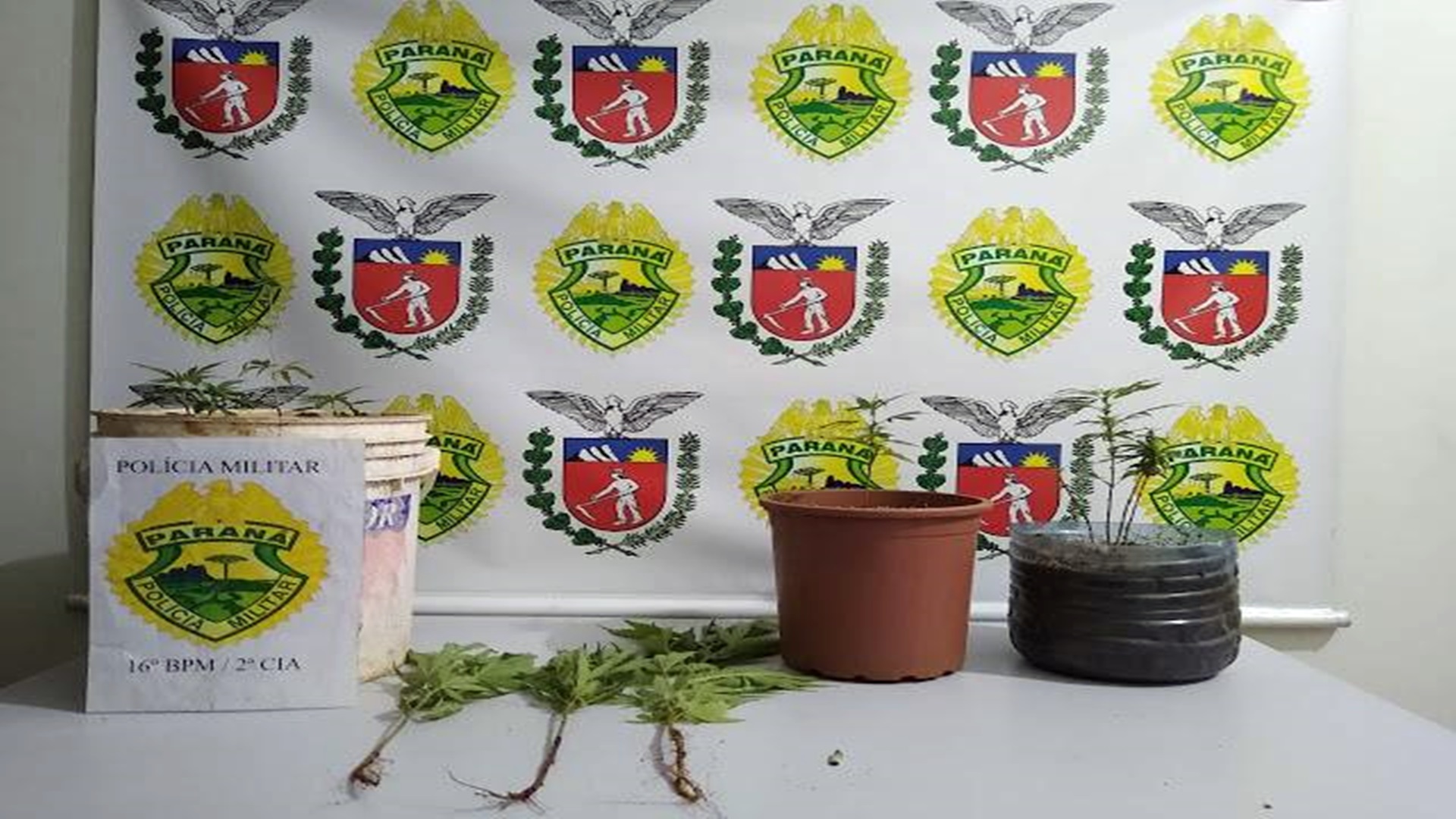 pm-prende-jovem-cultivando-maconha-em-laranjeiras-do-sul-1572865590