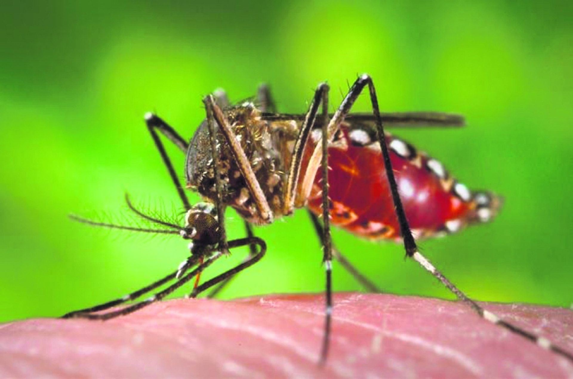 dengue-parana