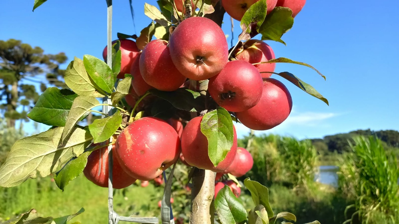[Grupo RBJ de Comunicação] Pesquisa de Palmas encaminha lançamento de novas cultivares de maçã