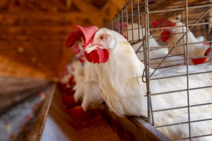 Agronegócio do Sudoeste teme avanço da gripe aviária sobre o país