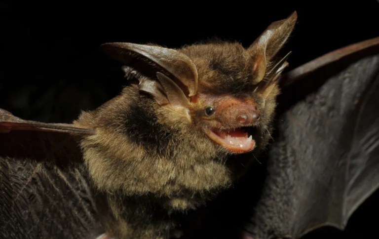 Pesquisadores registram espécie de morcego que não era vista há 102 anos no RVS dos Campos de Palmas/PR